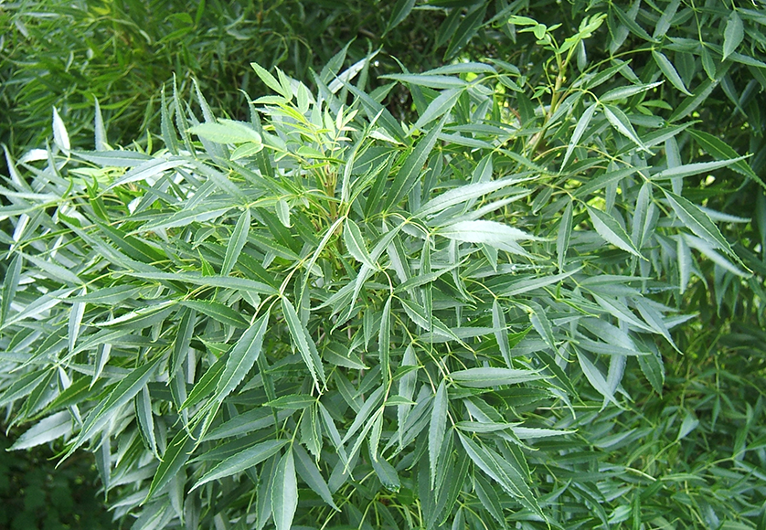 Fraxinus-angustifolia-©wikipedia.png