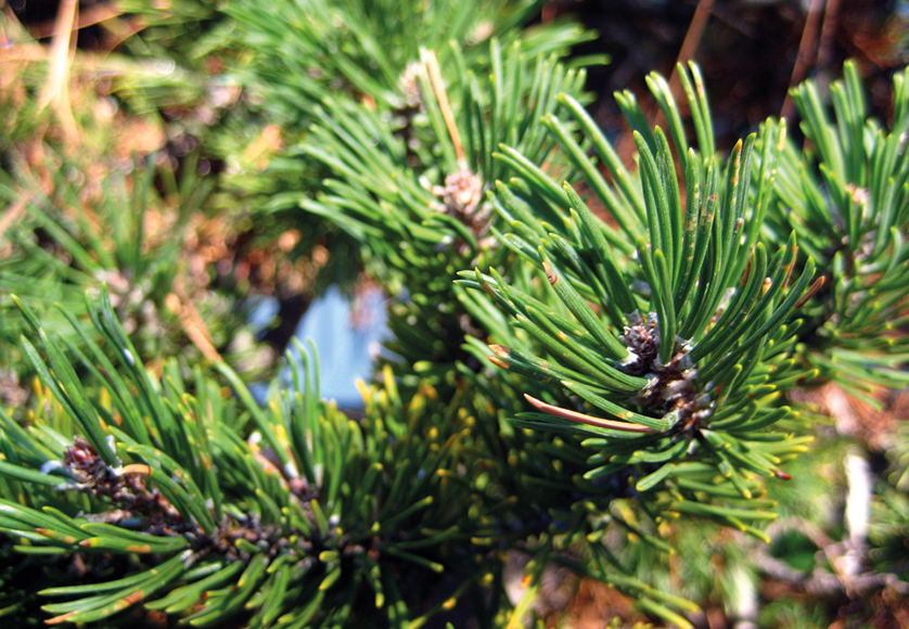 Pinus-Mugo-©Flickr, Bri Weldon.png
